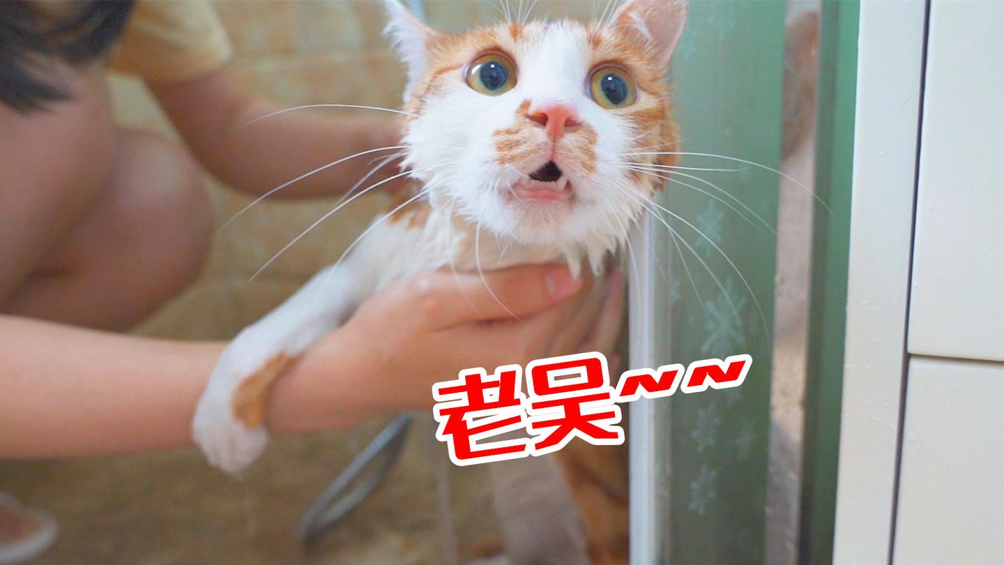 橘猫十分怕水一洗澡就剧烈反抗喉咙都叫破了