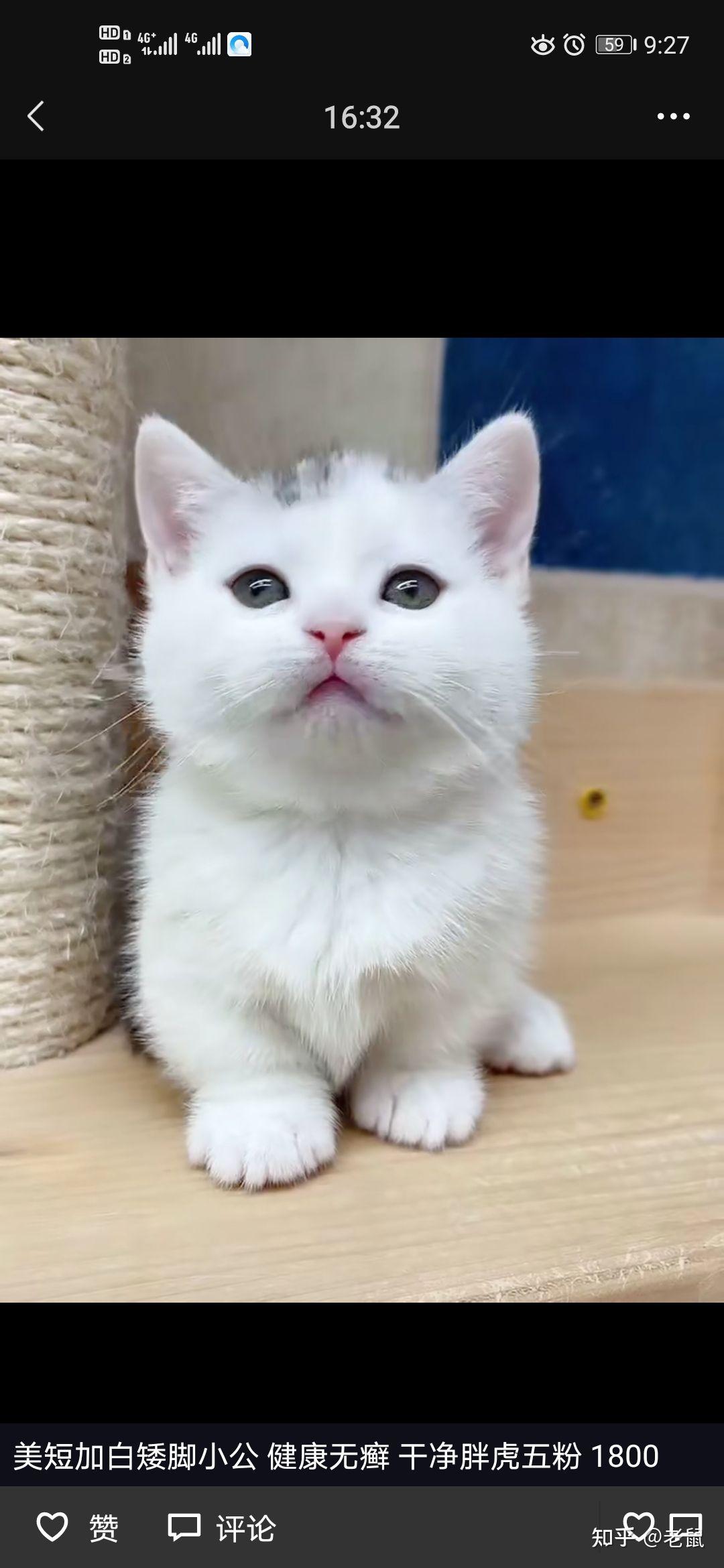 美短加白6个多月养了一段发现腿有点短是矮脚猫么
