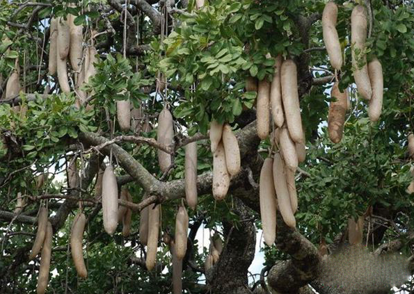 26 人 赞同了该文章 香肠树,因果实形似香肠而得名,紫葳科,香肠树属