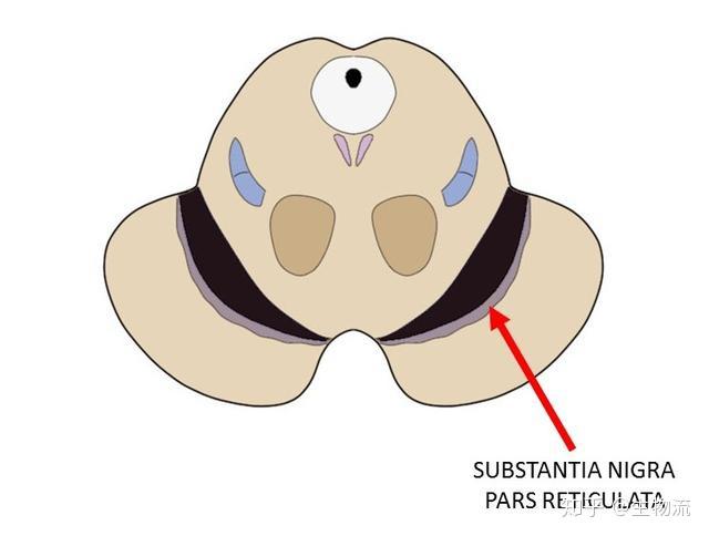 黑质网状部(substantia nigra pars reticulata)