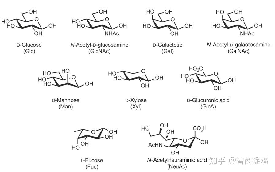 岩藻糖(fucose),核糖(ribose),木糖(xylose)等,其结构如下图所示