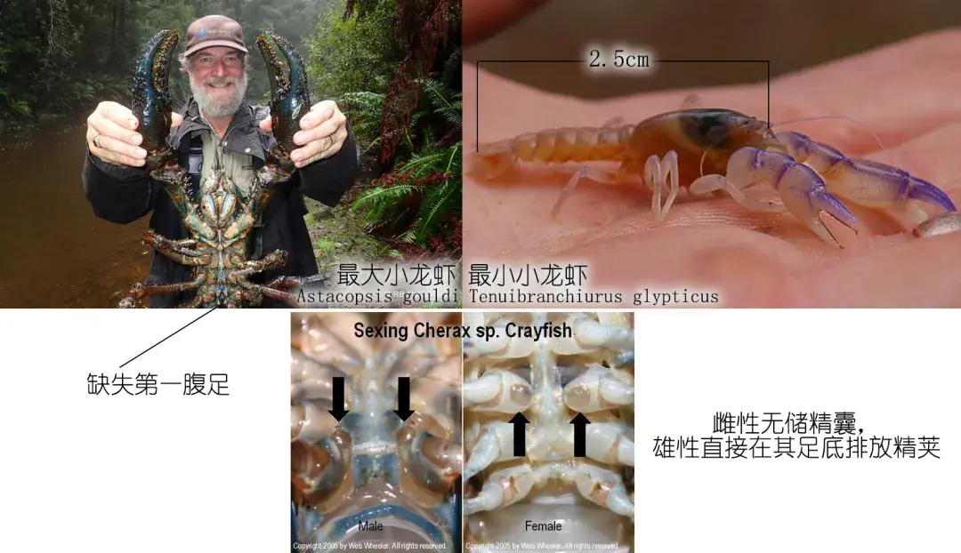 餐桌物种正确认识小龙虾五作者zam