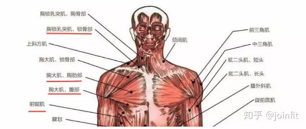 上交叉综合症是指我们的上侧斜方肌和背部提肩胛肌以及对侧的胸大肌过
