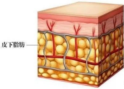 单纯的脂肪瘤只是脂肪细胞增生, 癌变的机率低到可院忽略.