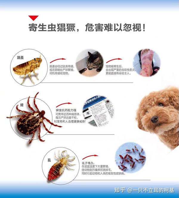 (3)威胁主人健康 部分寄生虫在感染宠物的同时,也会感染人类,若不