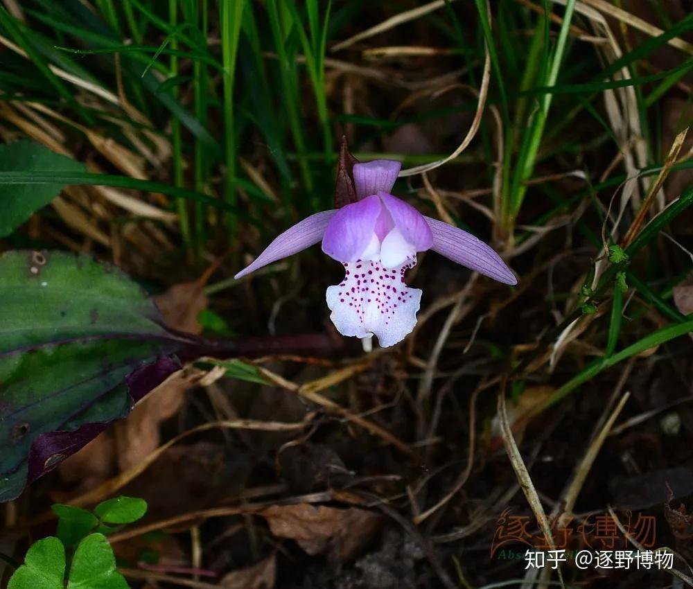 林中仙子独花兰