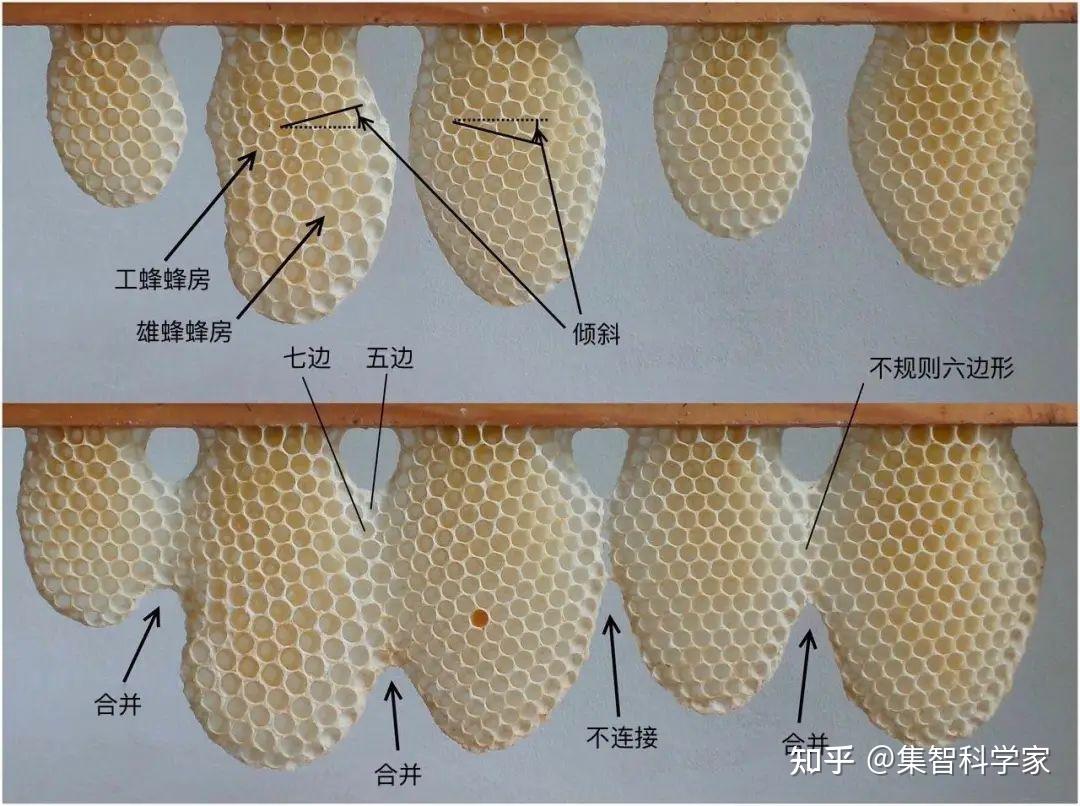 在筑巢过程中,蜜蜂需要应对复杂多变的情况:凹凸不平的基面,大小不一