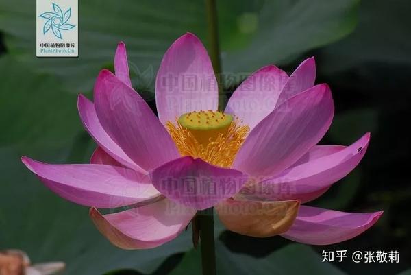 再看莲蓬,还像是一朵花里会有的结构吗? (周繇 摄)