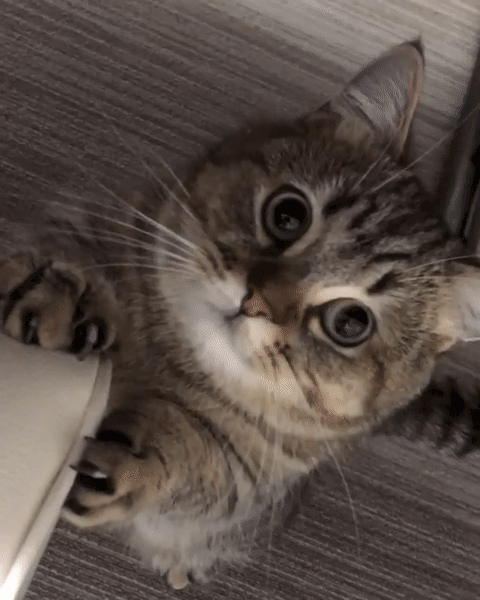 猫逆子一个:摔杯子咬箱子,时常给我甩脸子!
