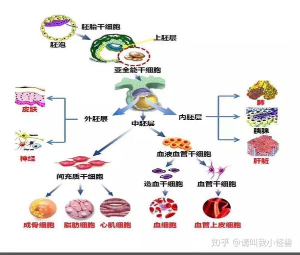 亚全能干细胞为人类体内存在为数不多的三胚层分化潜能干细胞,成体干