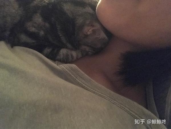 猫的哪些行为会让你觉得猫是爱你的?