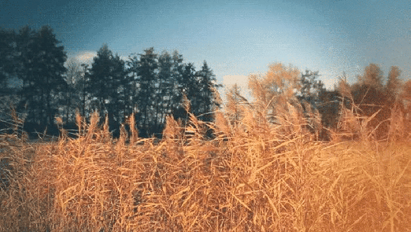 【gif】禾苗 (7) 麦田里似乎也有杂草?