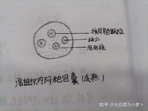 2.溶组织内阿米巴包囊(成熟)