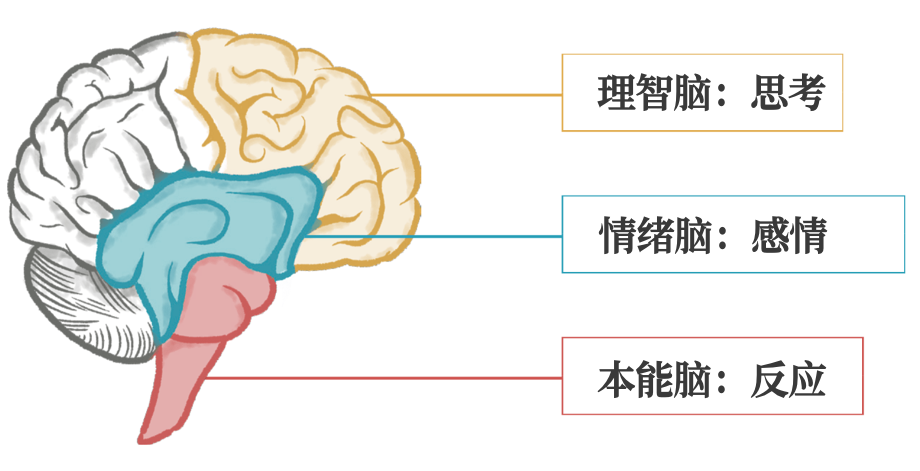 第2个大脑:情绪脑