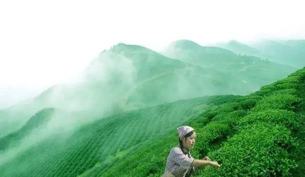 介绍一下歌曲英山茶叶好