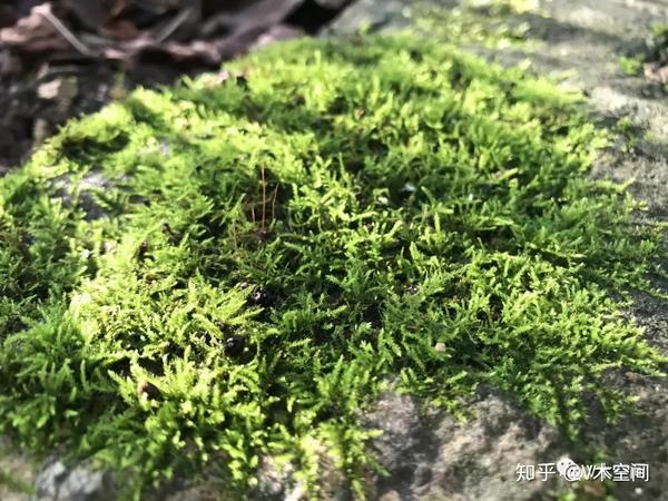 身边的苔藓植物小羽藓