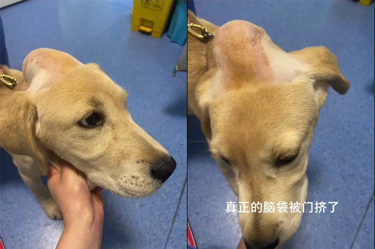 金毛犬脑壳被门夹了宠物医生边心疼边笑这是寿星公吧