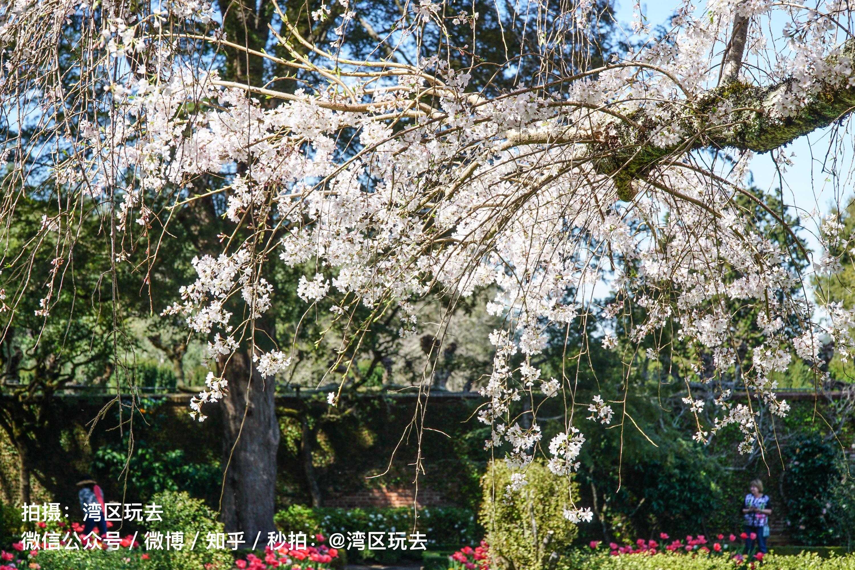 求老司机带路春天美国去哪里赏花