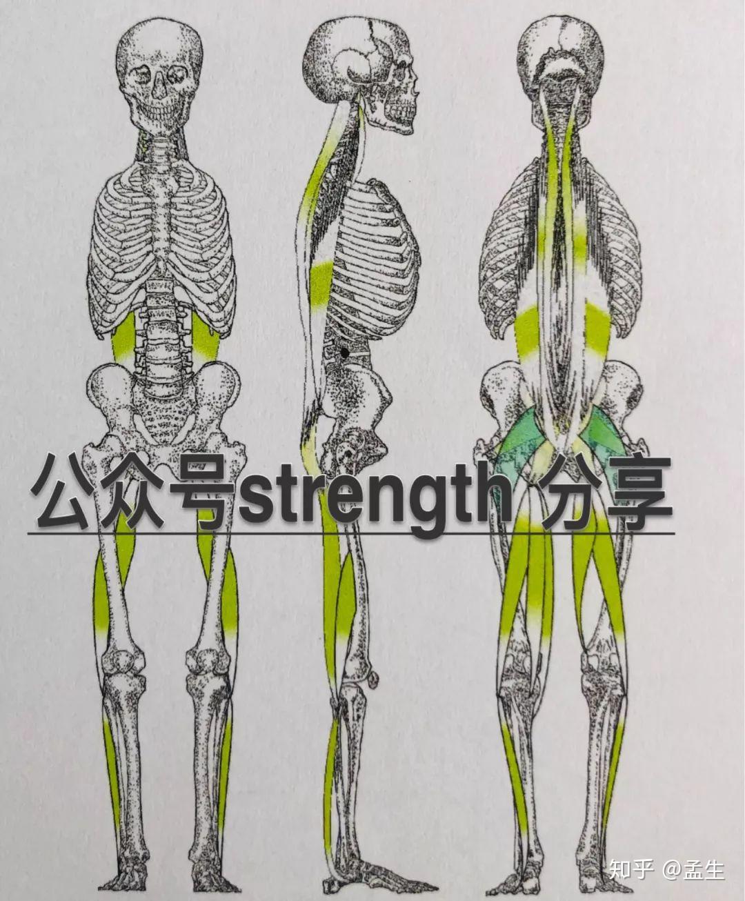 下背疼与腰疼的根源垂直链之殇