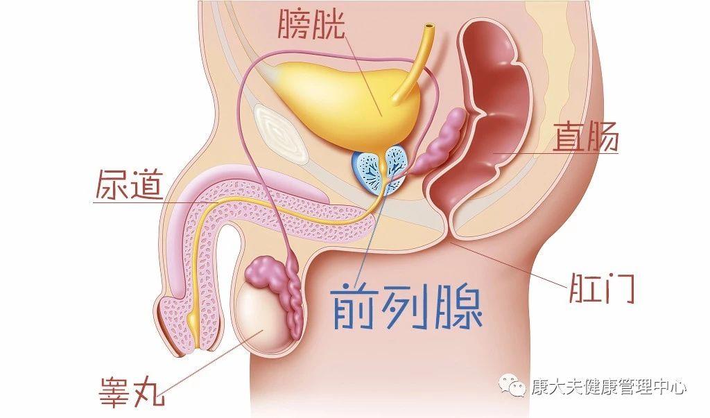 男性终将面对的良性前列腺增生