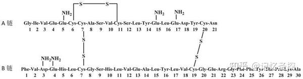 牛胰岛素的一级结构