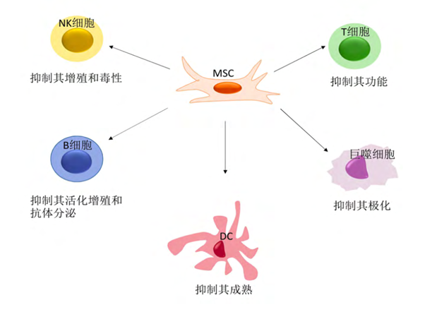 文献告诉你:间充质干细胞对实体器官移植的重要贡献