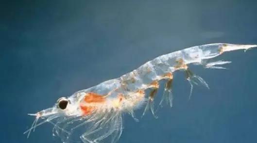 南极磷虾:地球上最成功的虾可爱