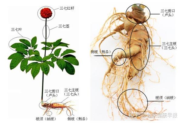 山洼洼周晶晶揭秘你不知道的市场三七黑幕