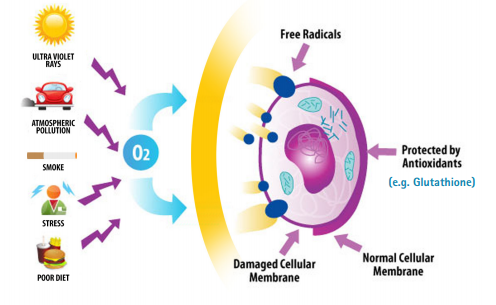 自由基的产生与抗氧化剂的作用图