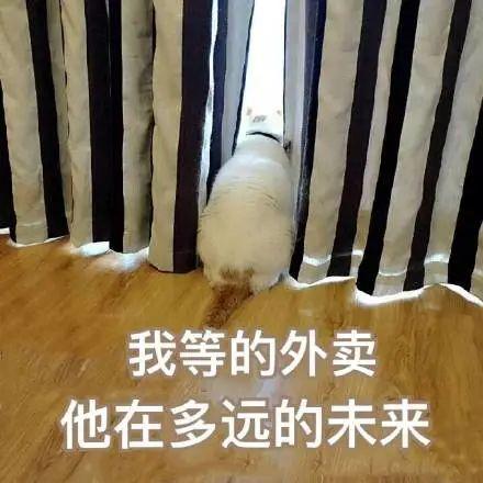 表情包沙雕外卖系列