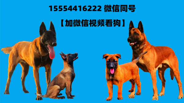 纯种马犬多少钱一只