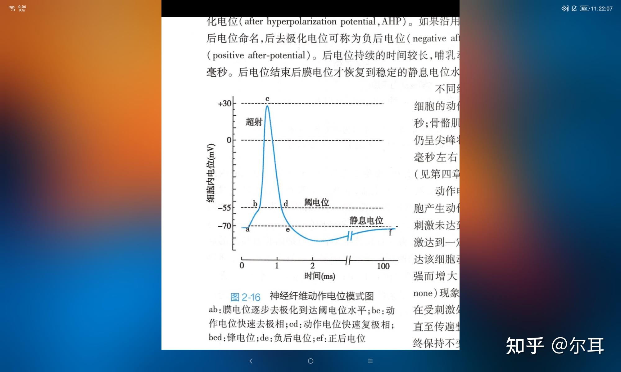 运动生理学的动作电位中,去极化是不是只在超射的上升