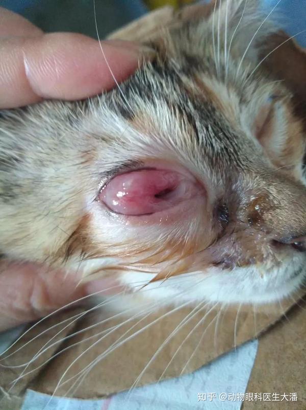 疱疹病毒是猫咪常见的一种高度传染性疾病.