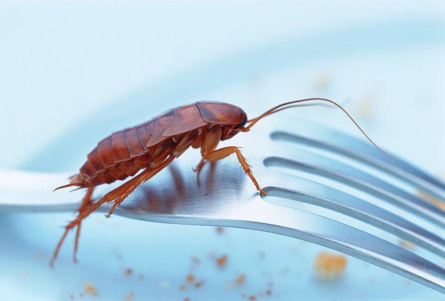 家里蟑螂数量多应该怎么办
