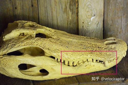 大型兽脚类恐龙嘴唇复原现在主流观点是什么依据分别是哪个更有说服力