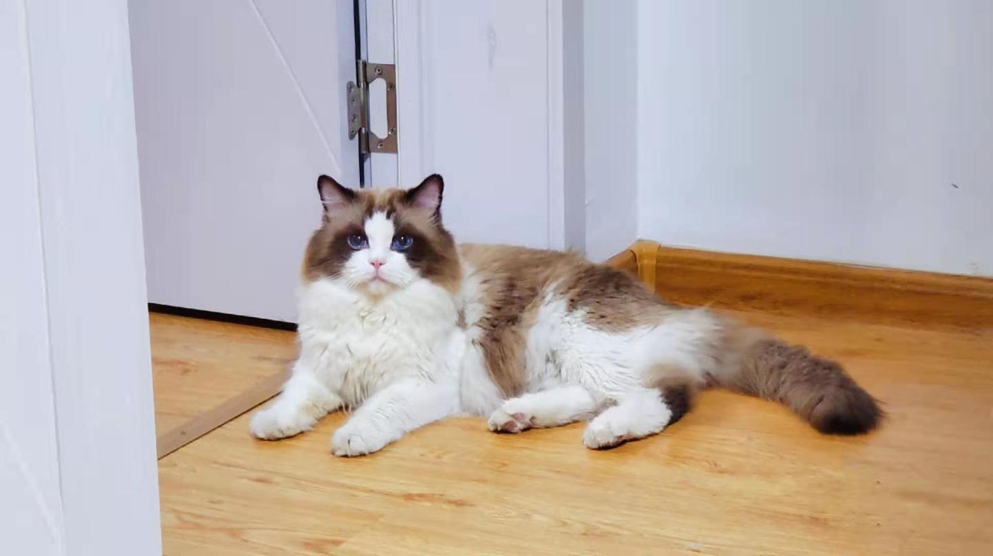 家庭宠物级布偶猫如何挑选附图附详细说明