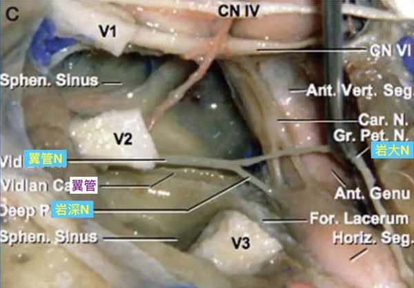 脑血管解剖学习笔记第12期:翼管和翼管动脉