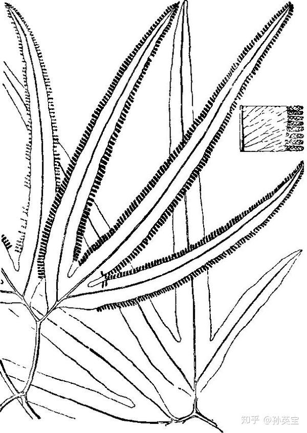 科学绘画来自泥盆纪时期的蕨类植物