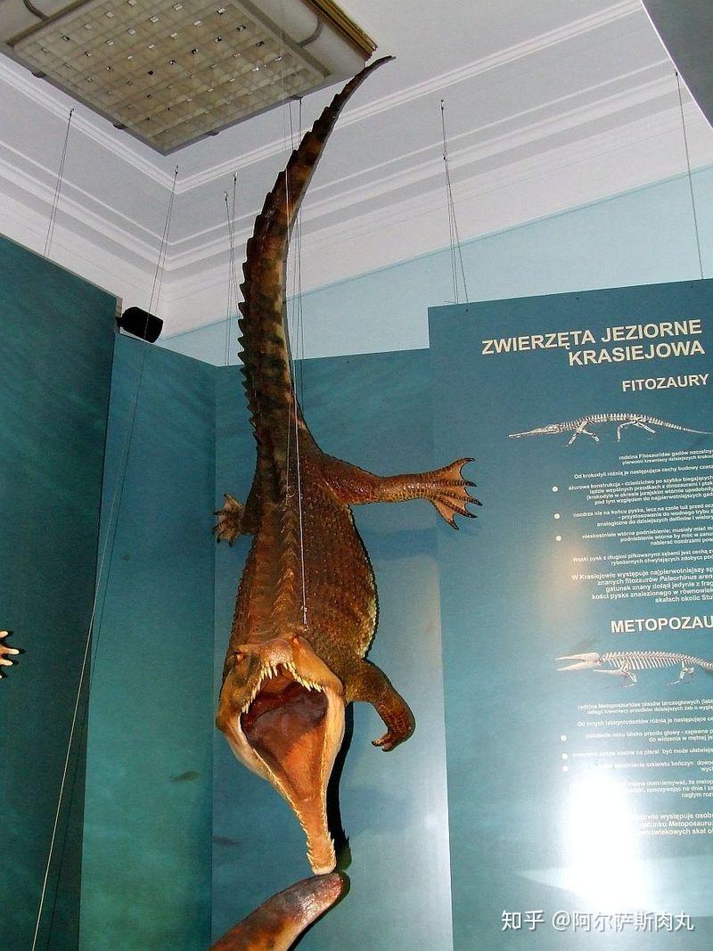 古喙龙(paleorhinus):水陆两栖的早期植龙类,广泛