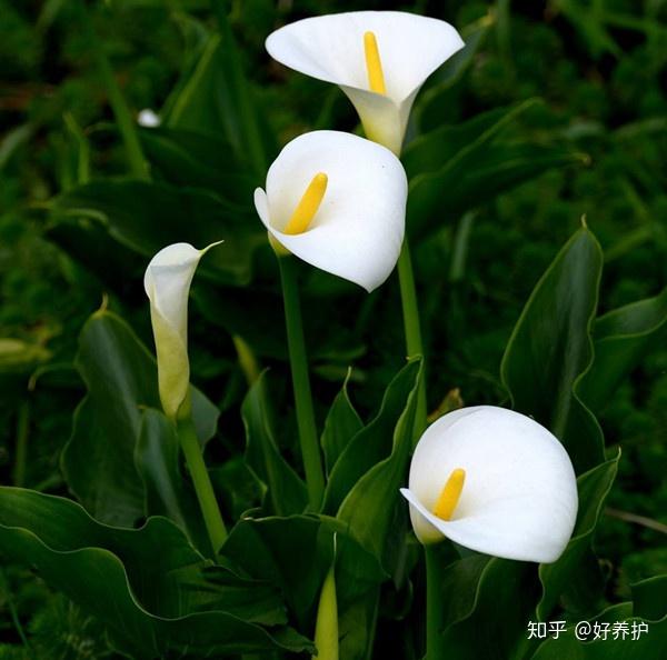 6种不怕水的花草,再也不怕花浇死啦