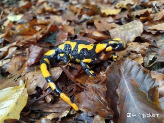 今天介绍火蜥蜴(fire salamander)性格特征,习性特性