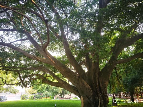 学校门口的大榕树