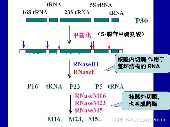 rna的转录加工