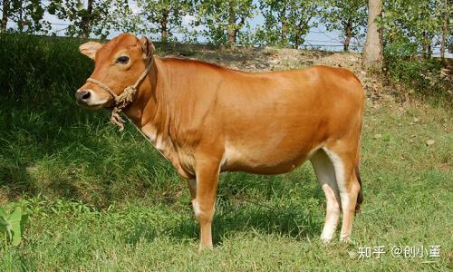 中国的黄牛大约有25种,排在前五名的有:南阳牛,秦川牛,鲁西牛,延边牛