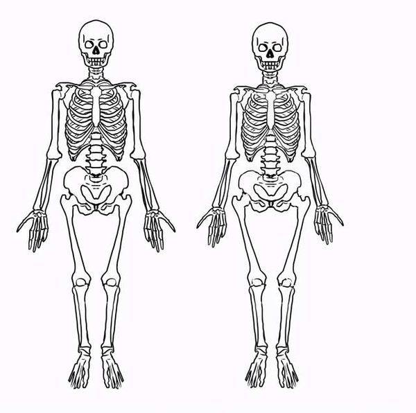 男女生形体画法有什么区别?教你从人体骨骼区分男女的