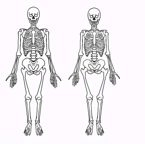 男女生形体画法有什么区别教你从人体骨骼区分男女的画法