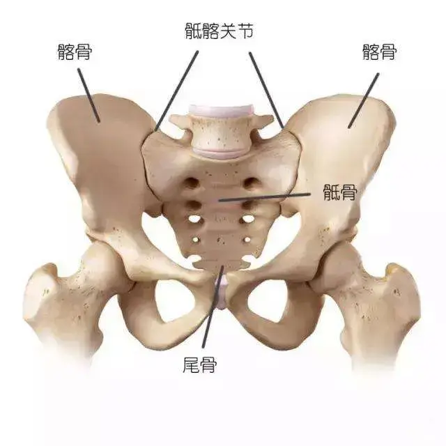 干货有些腰痛罪魁祸首是骶髂关节详细解剖结构图文