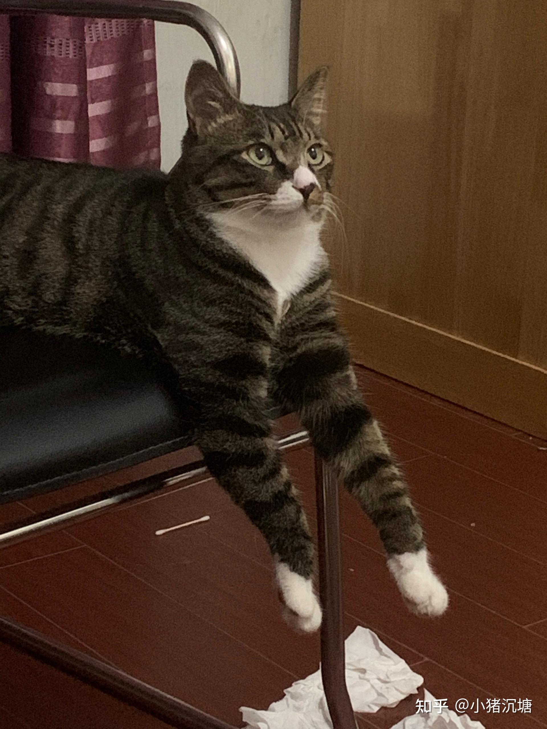有哪些可爱的狸花猫其他猫也可以的睡觉照片