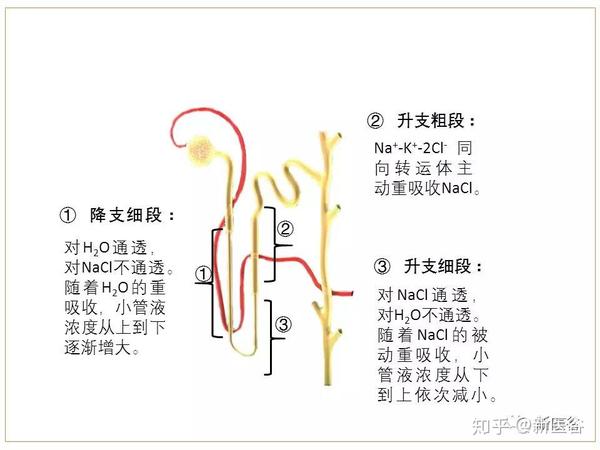 (对,就是这两个,让我把头都搞大……) 肾小管的髓袢作为逆流倍增的