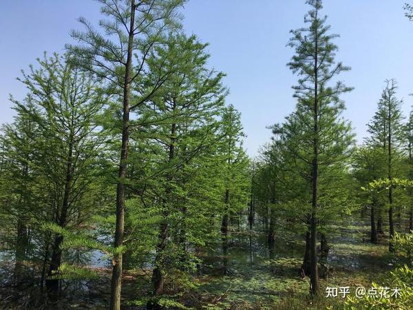 3,营造混交林 池杉常与水杉,落羽杉,墨西哥落羽杉,银杏,青枫,黄连木